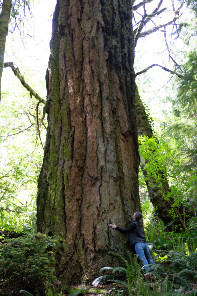 Lydia hugging a massive tree